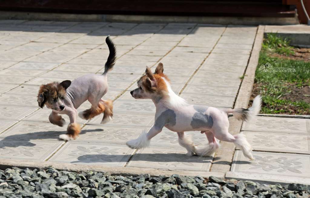 Master Class Iz Vishnyovigo Sada