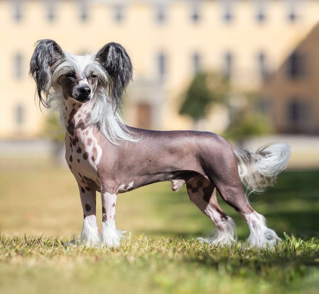 Suanho's Nude Nepuyo