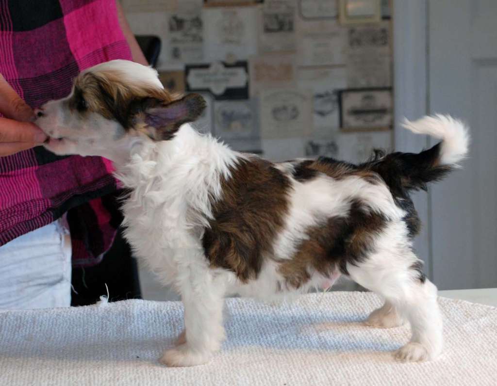 Suanho's Happy Hitchiti