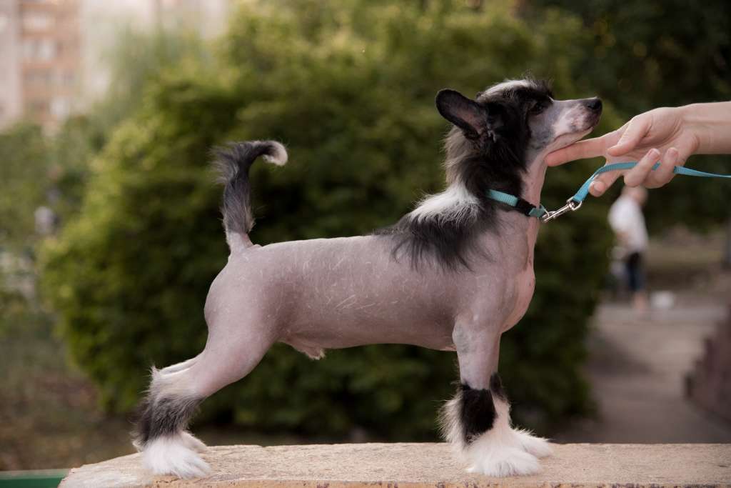 Anna Sky Kennel Han Solo