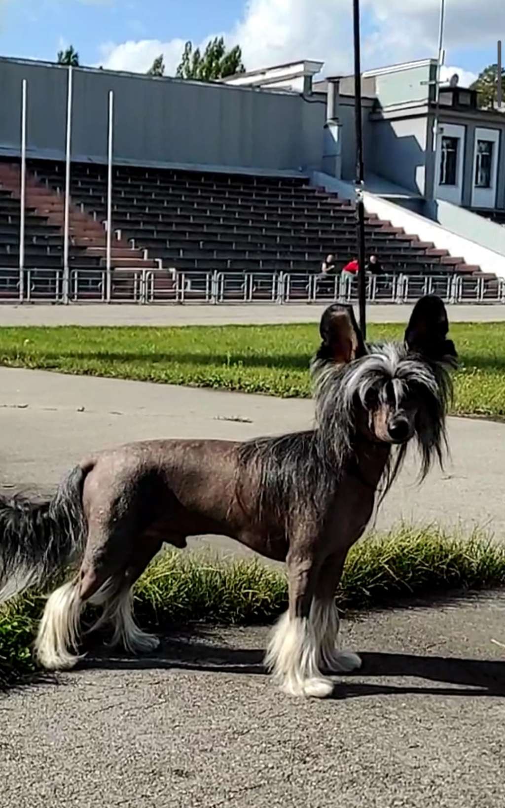 Anna Sky Kennel Head Wind