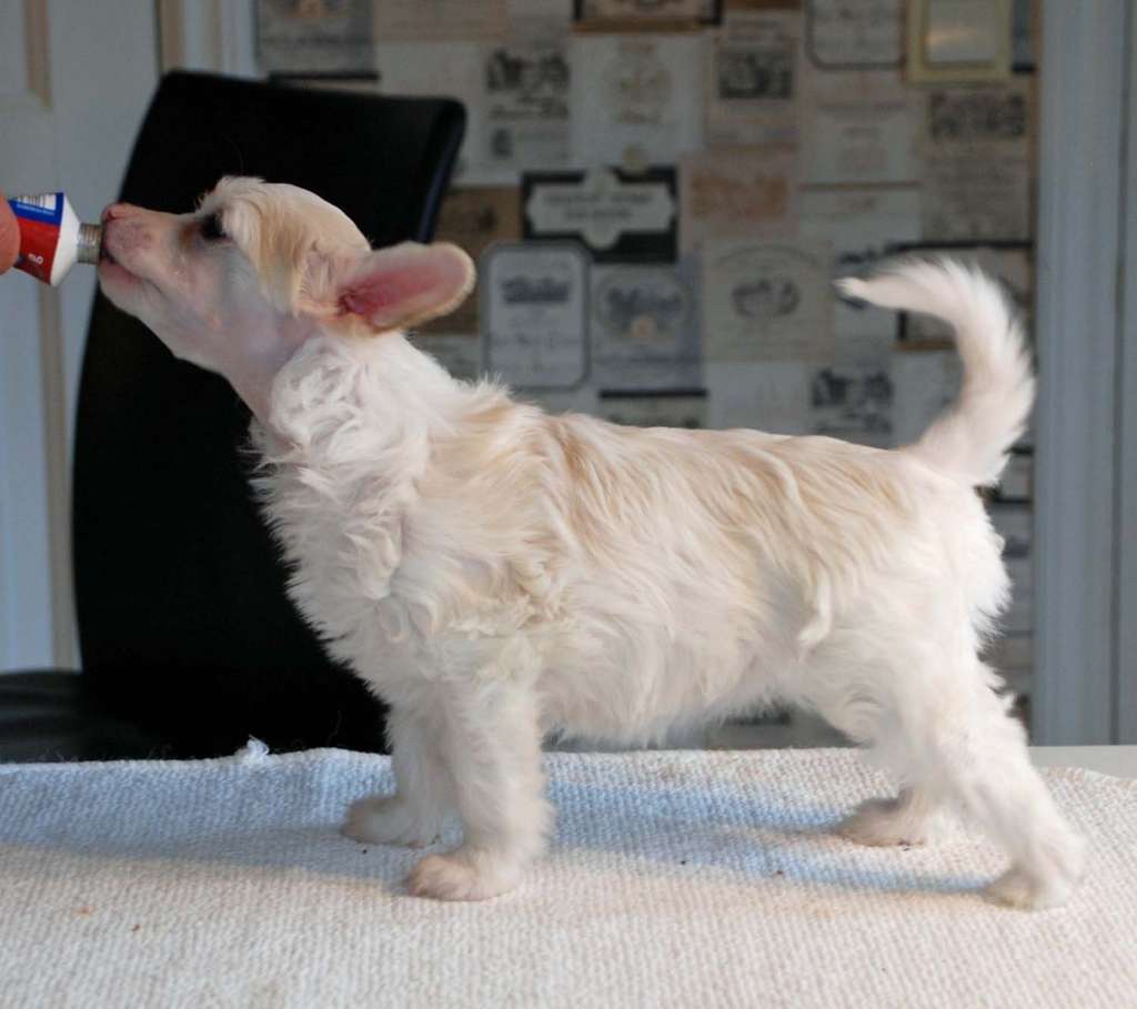 Suanho's Witty Winema