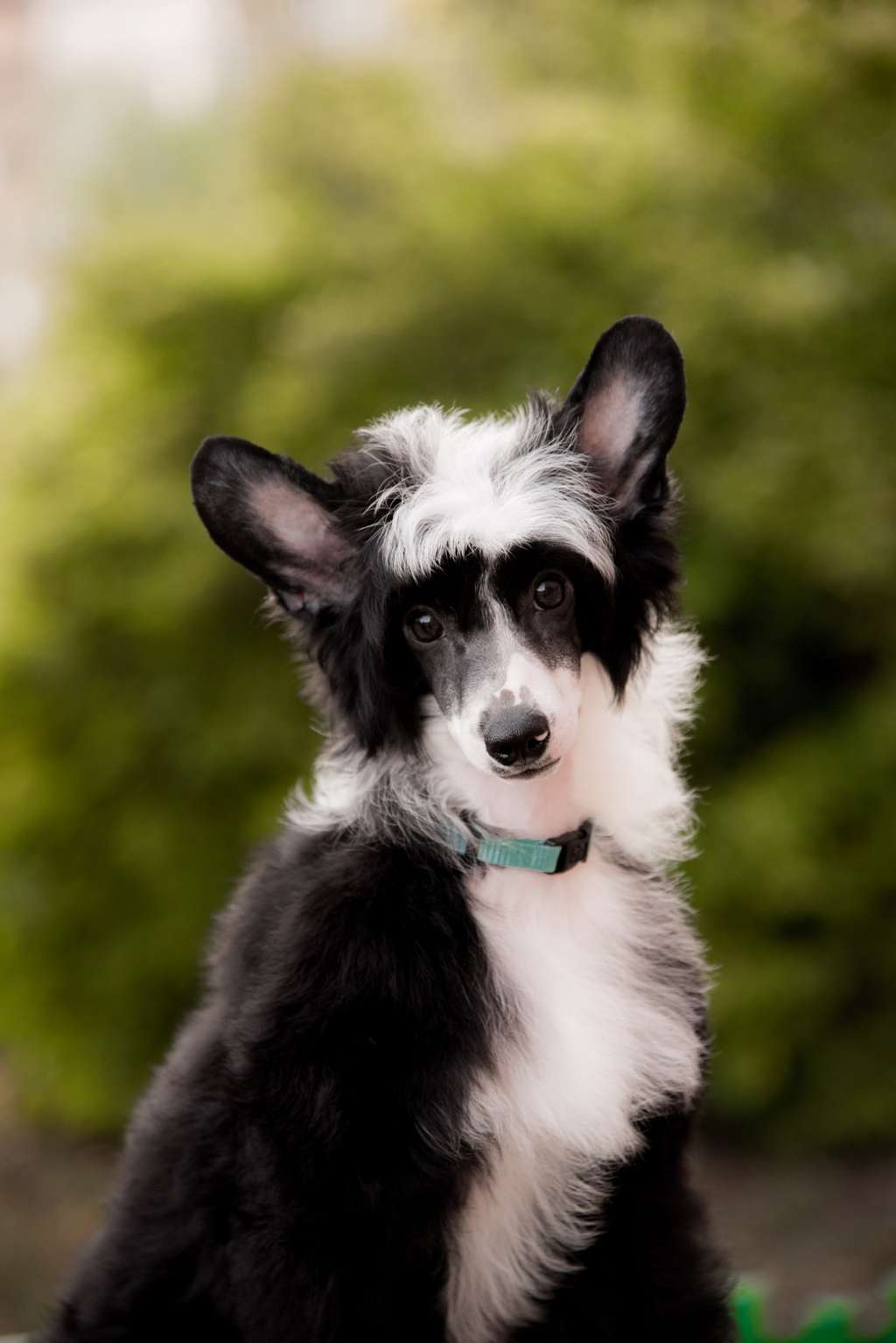 Anna Sky Kennel Hit My Dance