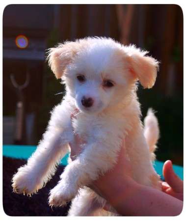 Iron vom Eifeldiamant