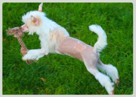 Ice T. vom Eifeldiamant