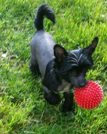 Johnny vom Eifeldiamant