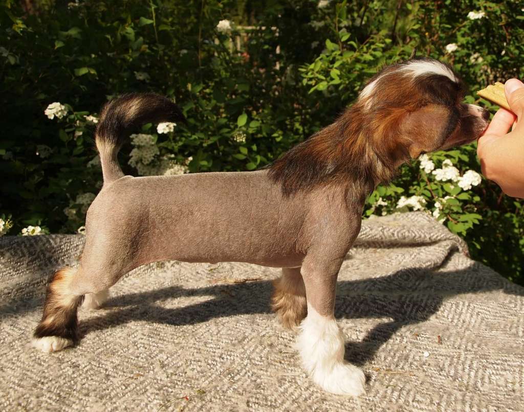 Lusiras Evening Star