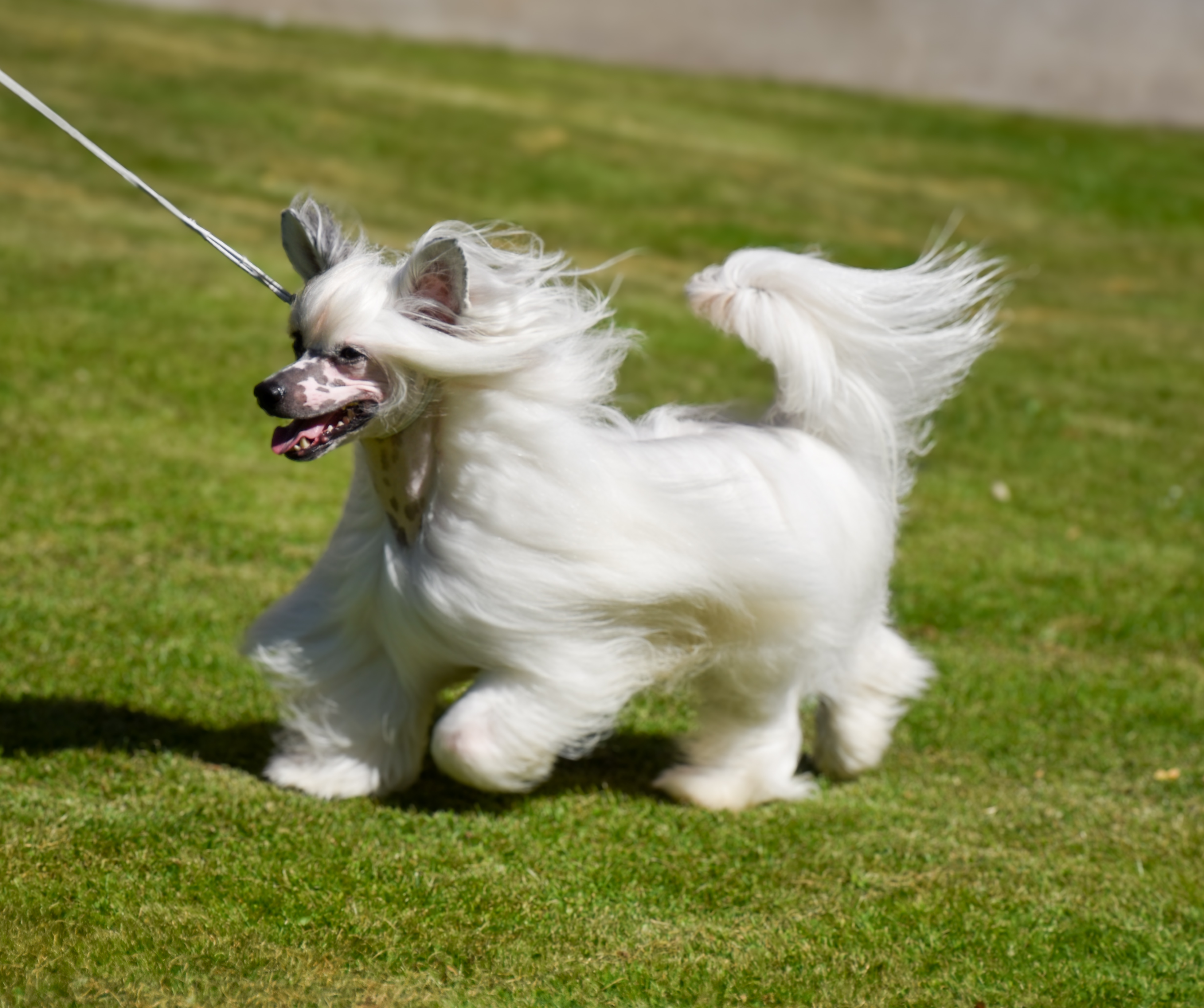 Lusiras Endless Echo