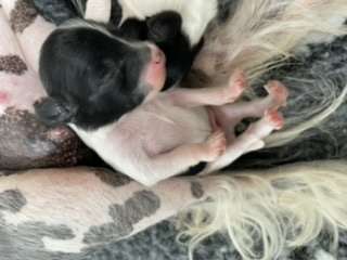 Hottie Tots It?s a boy