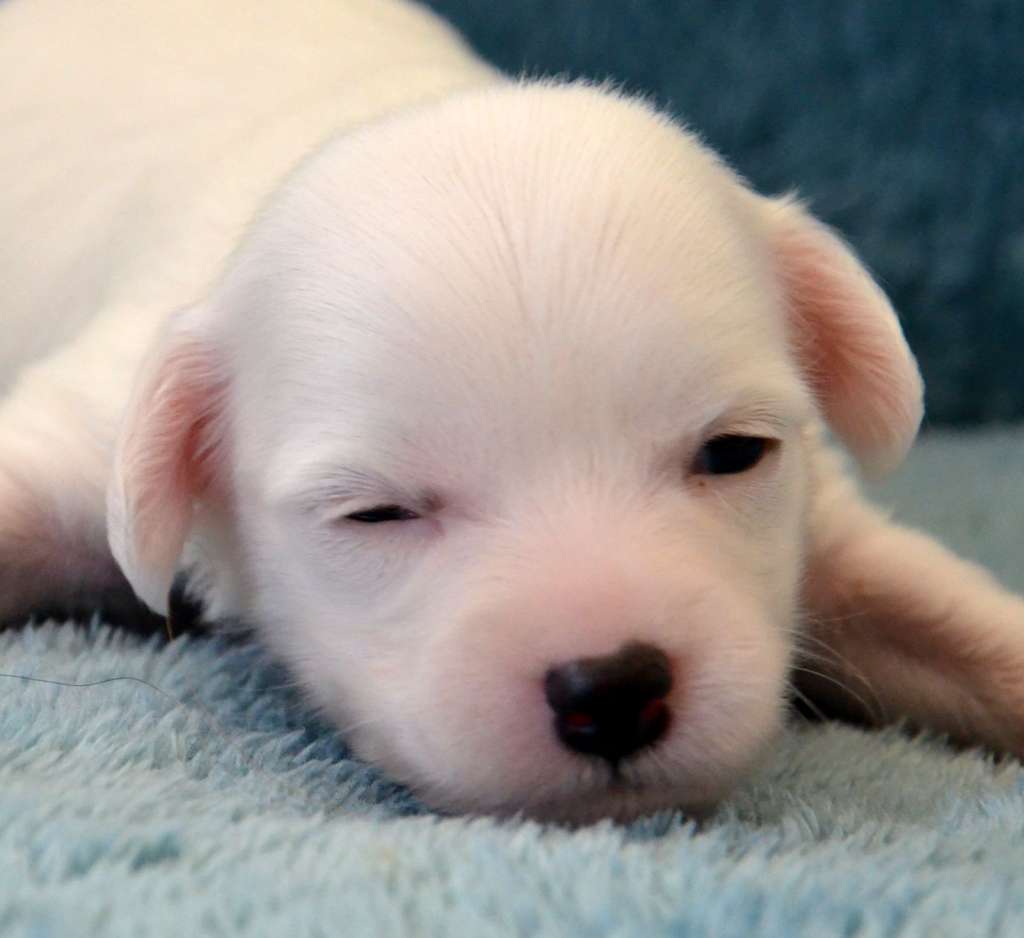 Fera Viva Alice Mccall