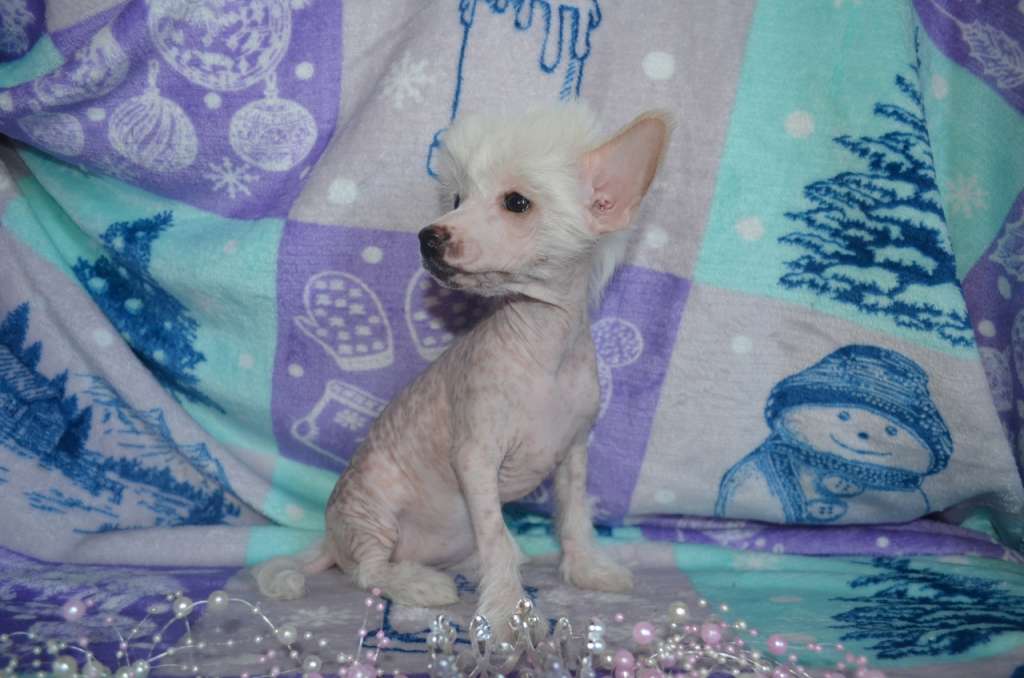 Amaterasu Hana Gift of Fortune Lilu