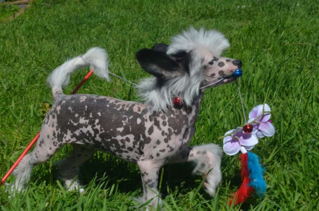 Amaterasu Hana Galaxy Star