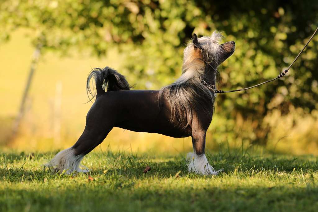 Tinklecrest Evening Primrose