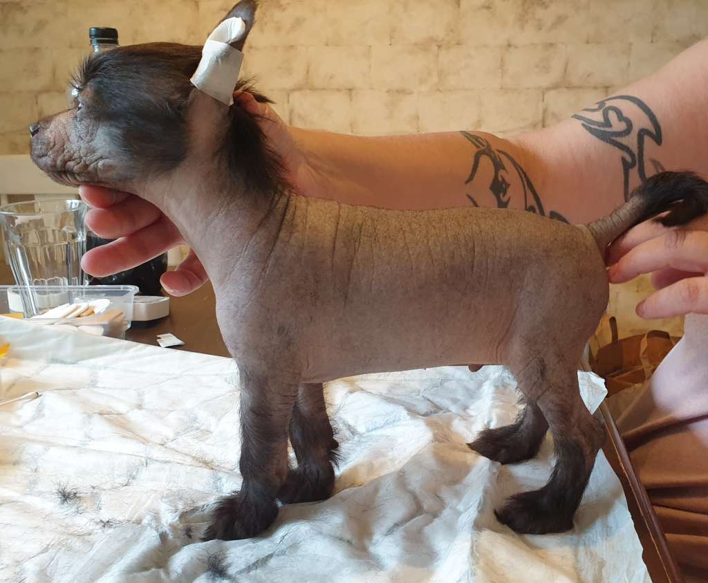 Kryddhundens Go Green MR Bean