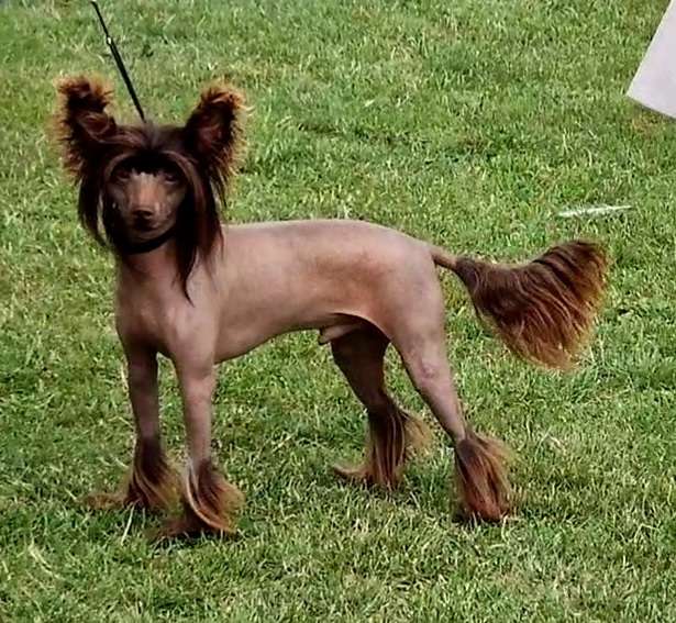 Kryddhundens Haricot Verts