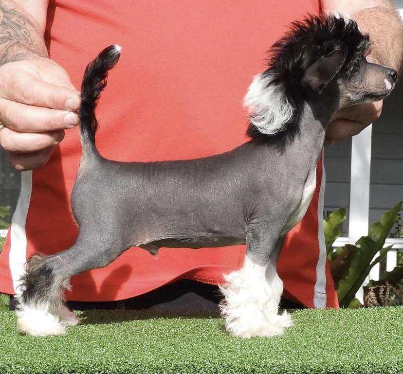 Karakush Bare Now Bear Later at Seóidín