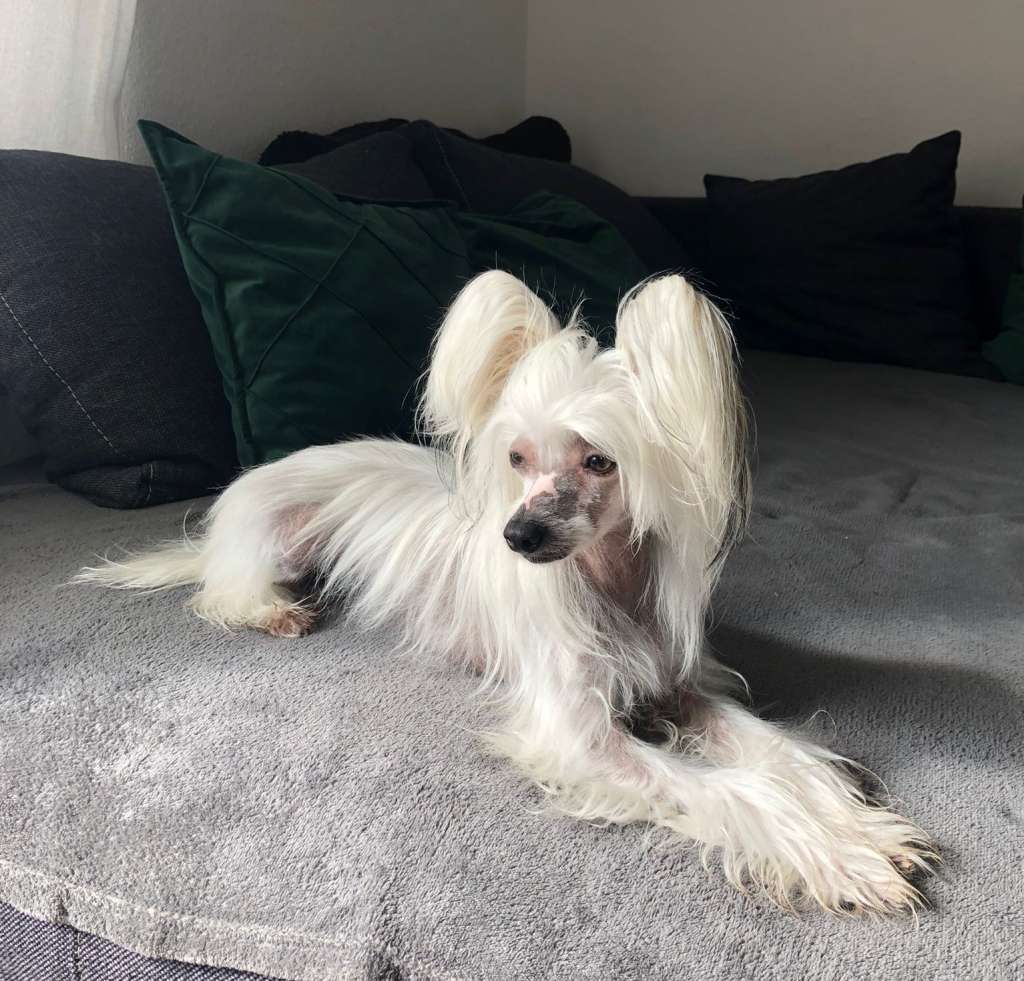 Hermine vom Blühmchen