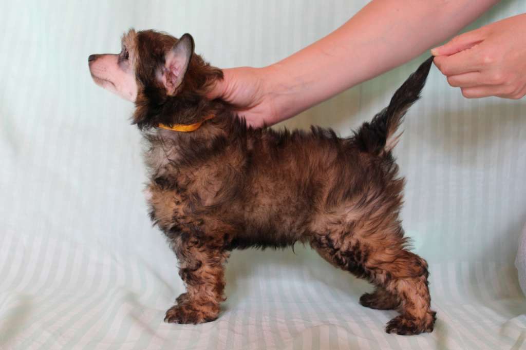 Del Terro Perros Sheridan