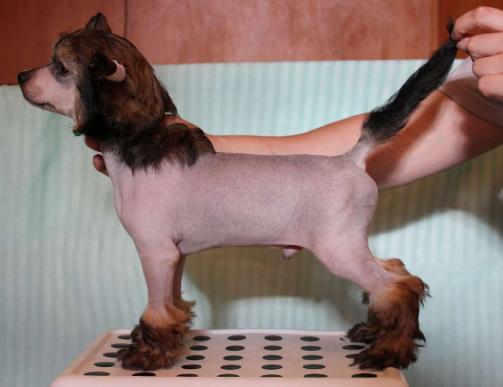 Del Terro Perros Shon