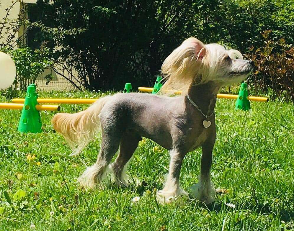 Helene vom Blühmchen