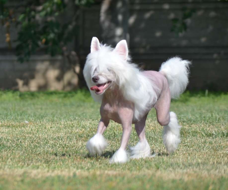 Tiffany Jewelry Creation Doggie Time