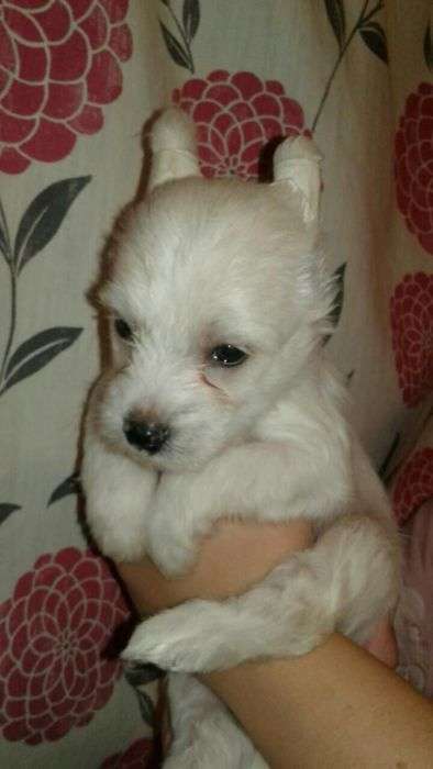 Lucky Sparkling Star