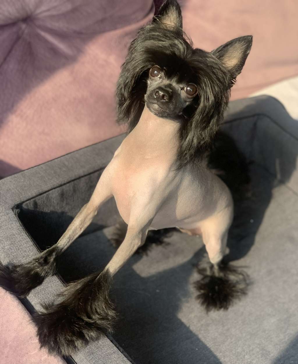 Pride of the night Norah