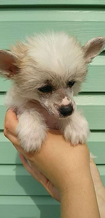 Family Mar'S Persefona