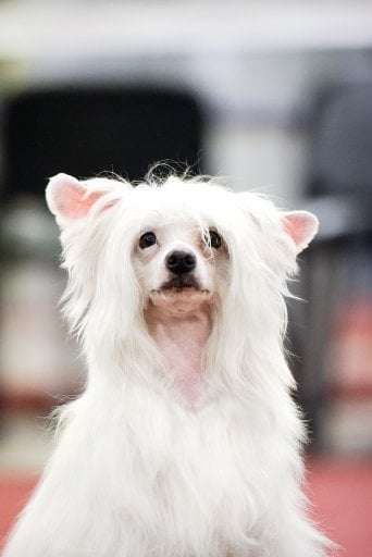 Beauty incomparable Xavier