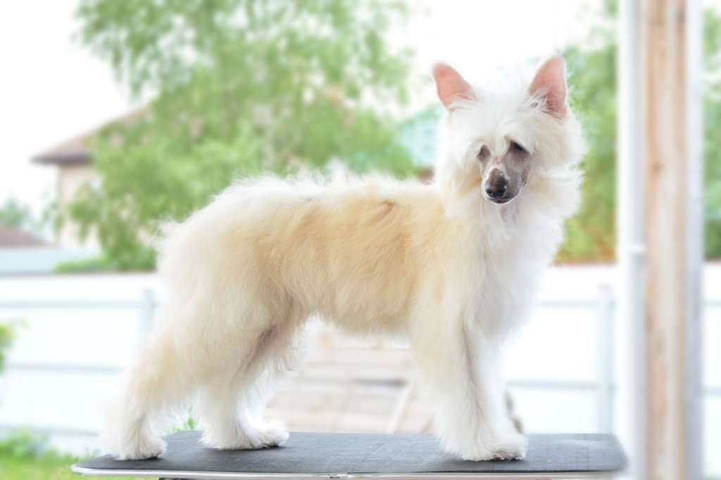 Danika Star Talisman Na Ydachu