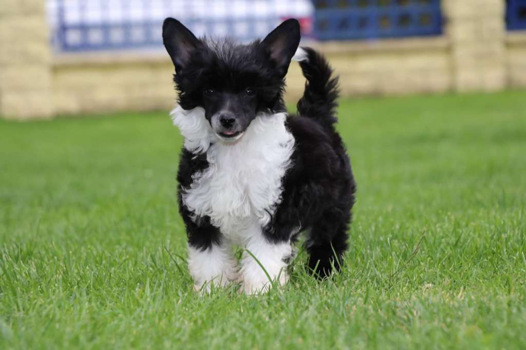 Join Me Princes de la Roses