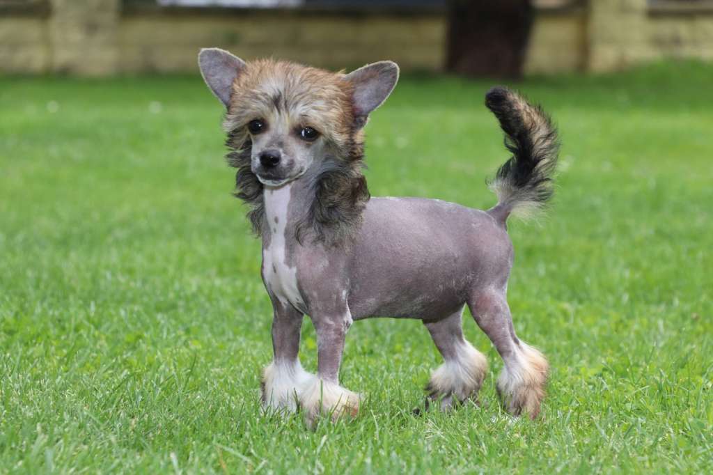 Just Like Fire Princes de la Roses