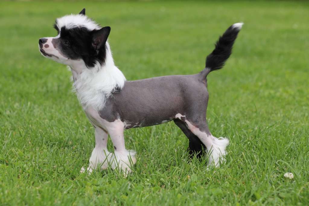 Jeanne D'Ark Princes de la Roses