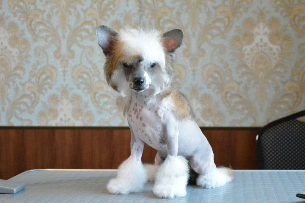 Danika Star Stefaniya