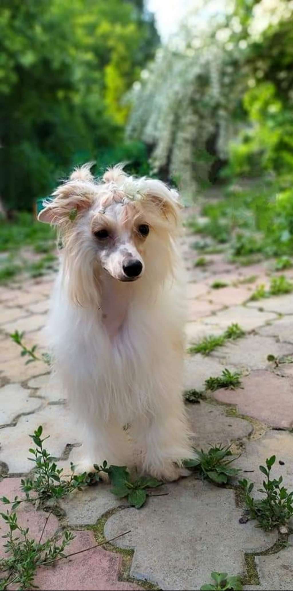 Obereg Grono Chervona Ruta