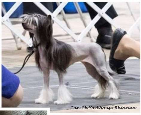 Yorkhouse Rihanna
