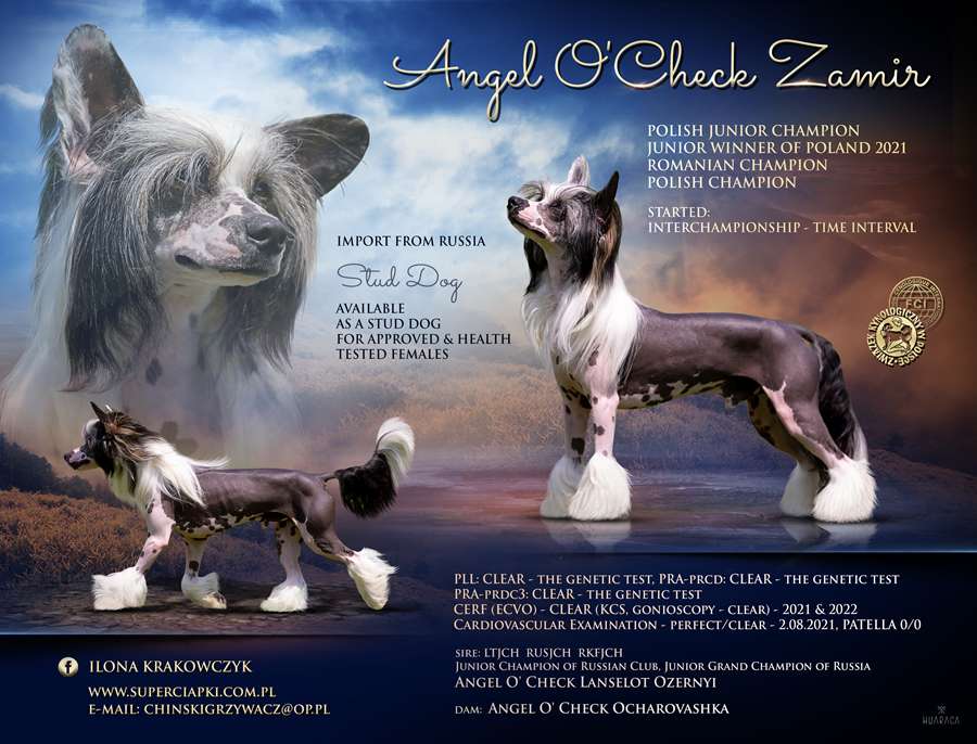 Angel O'Check Zamir