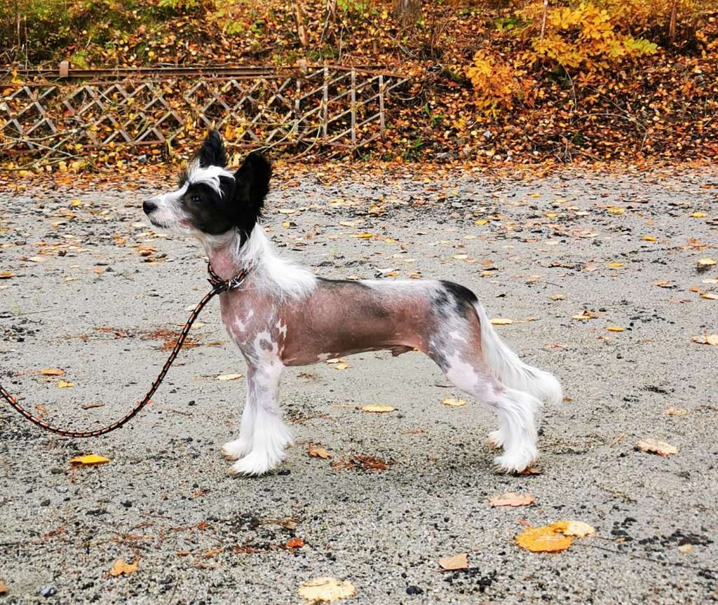 Oblivion Hardcore Pawstar