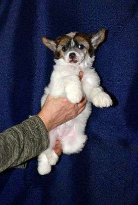 Leyenda Fino Iz Vishnyovogo Sada