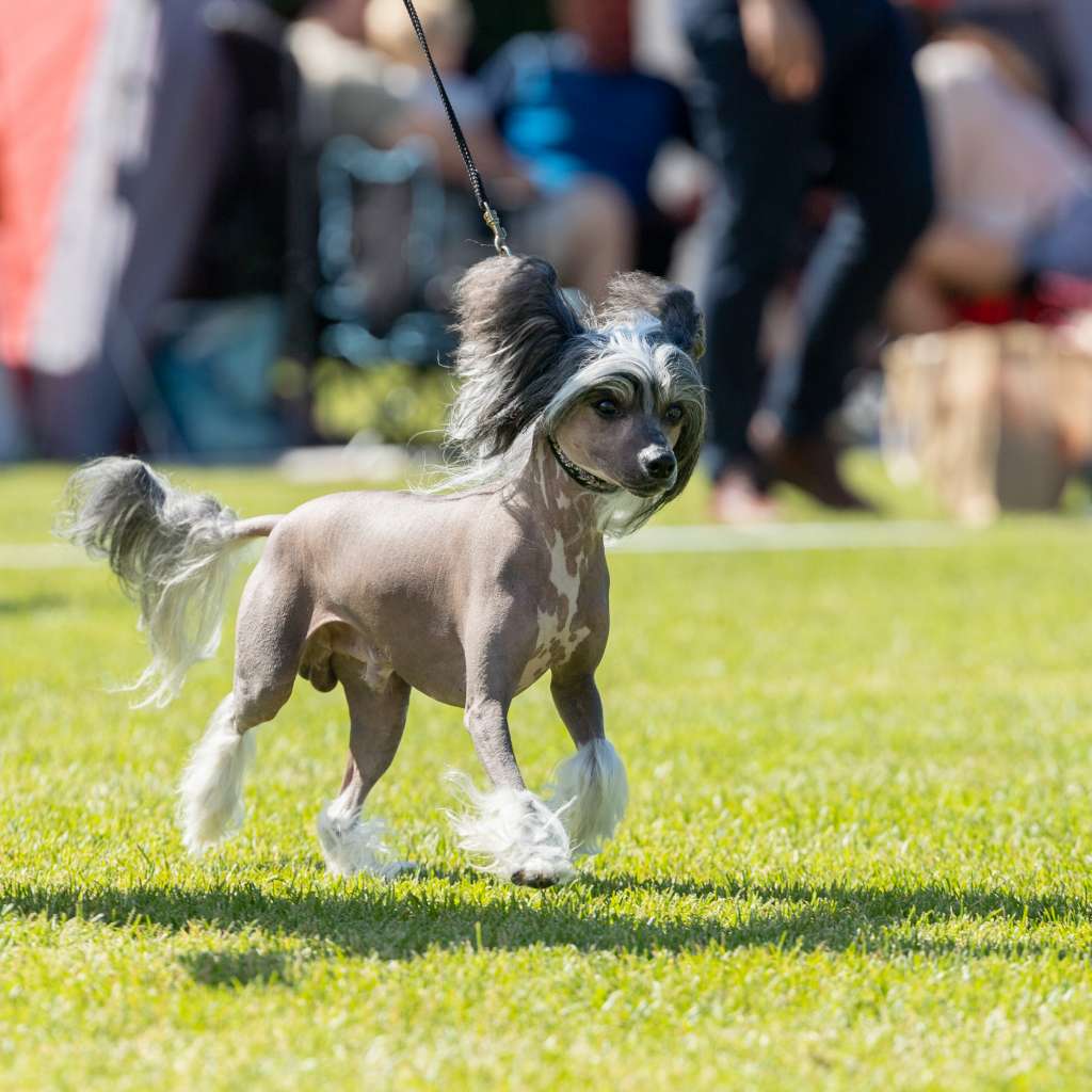 Acnologia's Groover from Vancouver