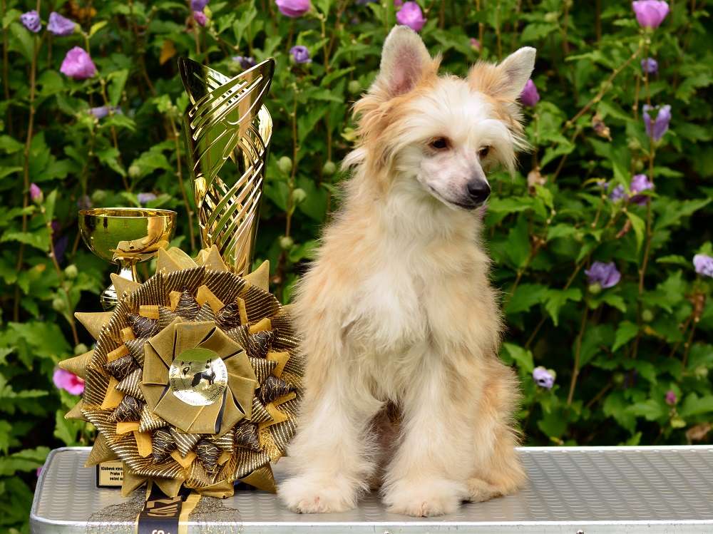 Indigo ze Zatopené chajdy