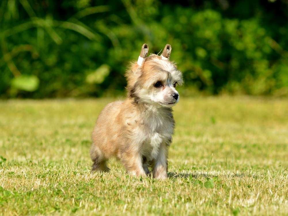 Iggy ze Zatopené chajdy