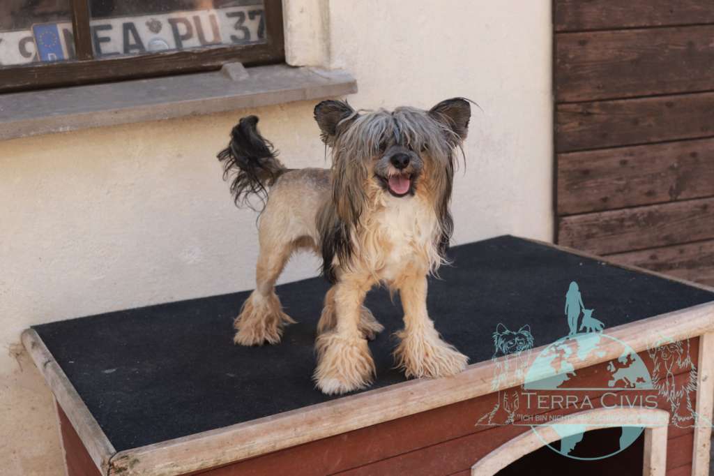 Cupernikus In Terra Civis