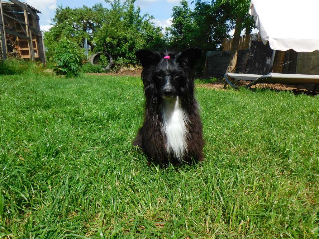 Coco Chanel In Terra Civis