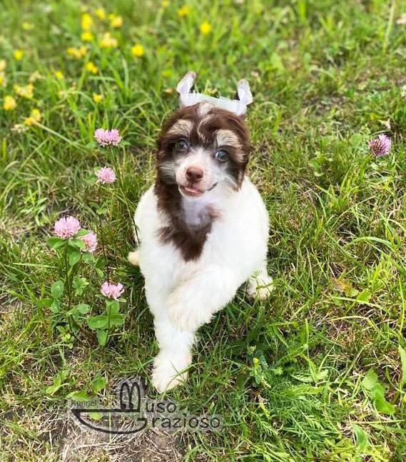 Muso Grazioso Katherine