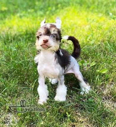 Muso Grazioso Kava Kisses