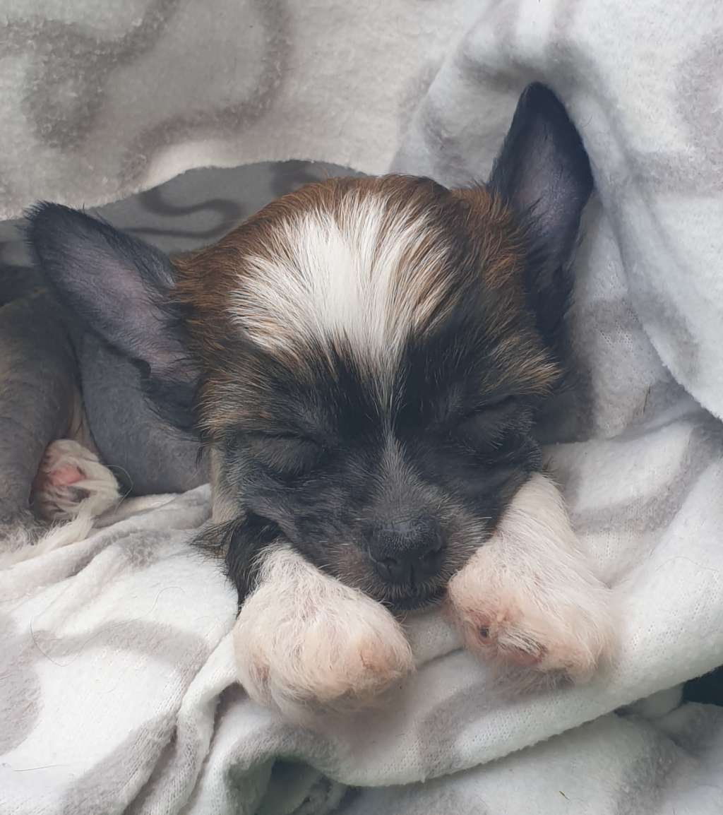 Epadalens Love Bites