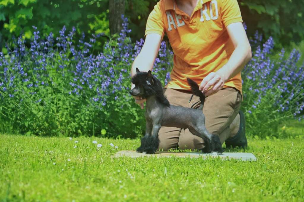 Sasquehanna Zajaczek Wielkanocny