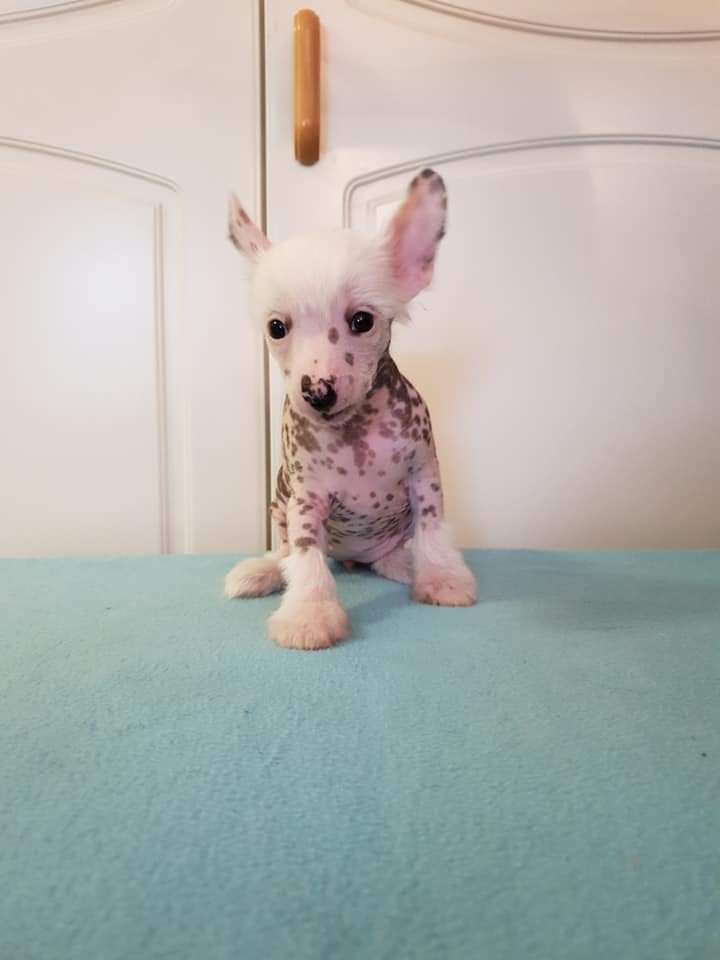 Viuvaun Faster Than You