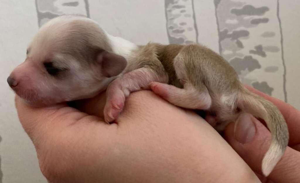 Concrete Clouds Flower Girl